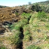Plants: image 4 Of 42 Thumb
